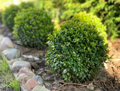 cmsx boxwood.